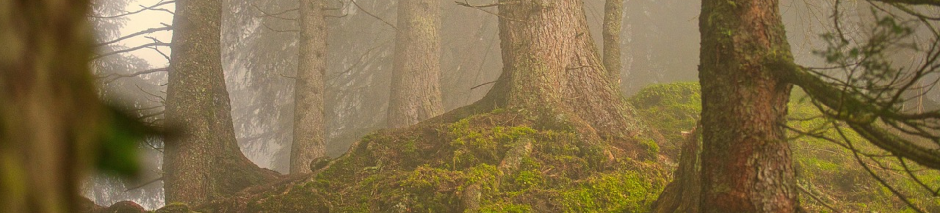 foret racine et mousse