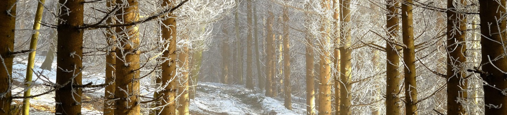 chemin de forêt enneigé