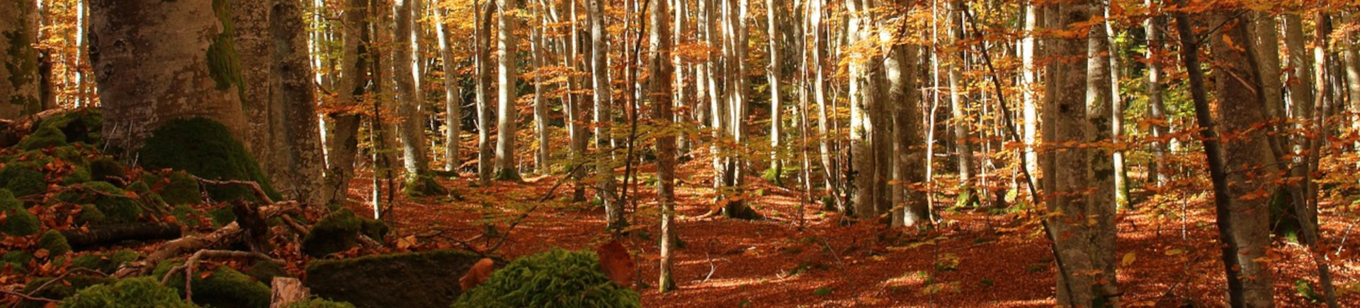 foret de boulots et feuilles automnales