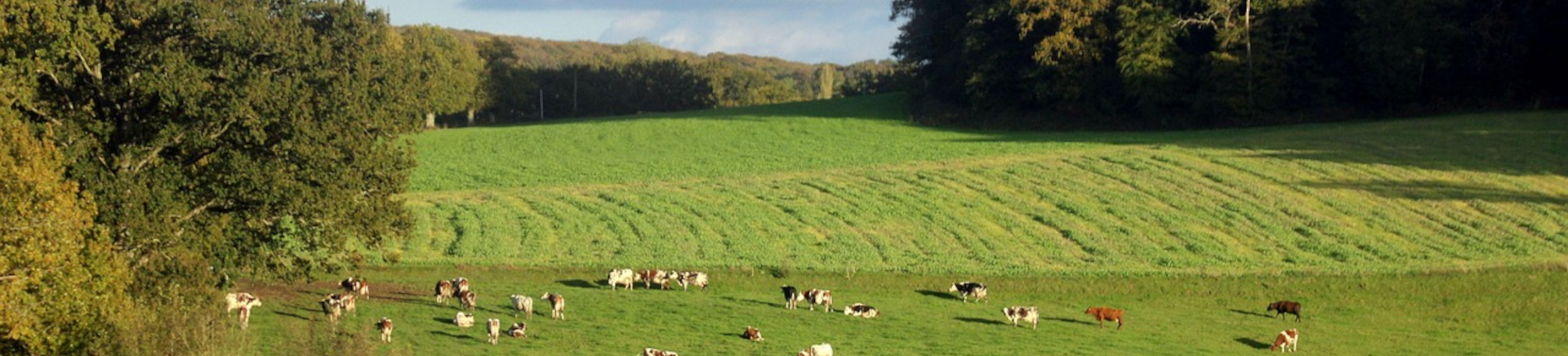 foret et chant de vaches